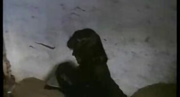 sex vn miu zxc Brunette hút vòi nước dày. sexkoche