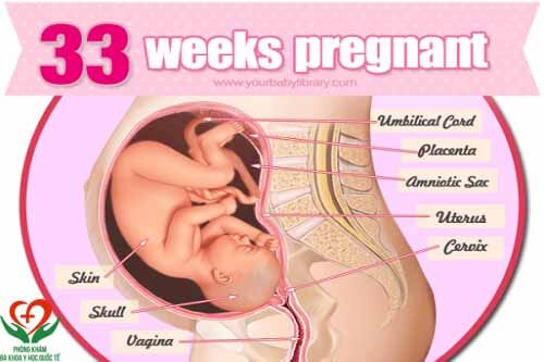 Sự phát triển của thai nhi 33 tuần