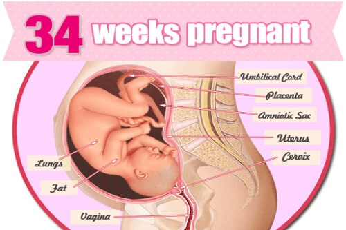 Sự phát triển của thai nhi 34 tuần