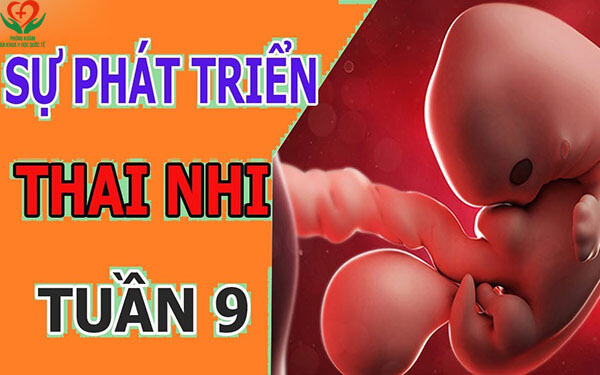 Sự phát triển của thai nhi 9 tuần tuổi