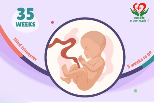 thai 35 tuần nặng bao nhiêu