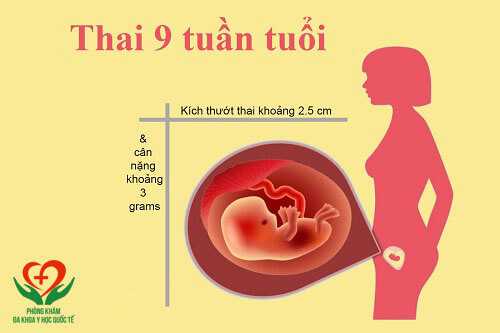 Thai 9 tuần kích thước bao nhiêu