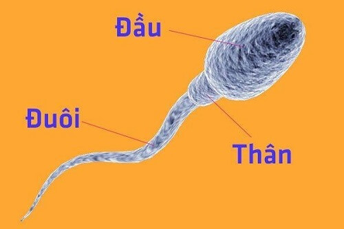 Cấu tạo của tinh trùng Y